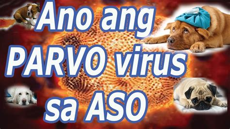 parvo meaning in tagalog|Ano ang Dapat Malaman Tungkol sa Parvovirus (Parvo) sa Mga Aso.